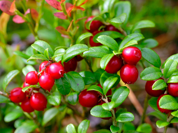 Cranberry fruits