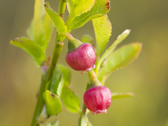 Whinberry Flower (Bilberry) Stiperstones