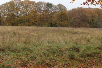 Button Oak Meadow