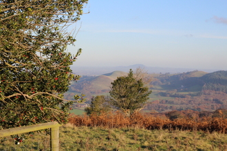 The Hollies nature reserve, Shropshire