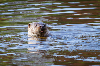 Otter swimming in the River Severn