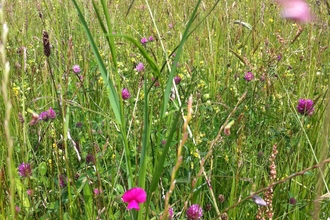 Lightmoor Wildflower Meadow