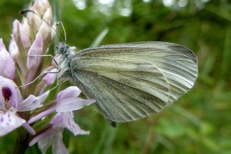 Wood White Butterfly - Mike Williams