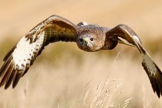 Buzzard - Jon Hawkins Surrey Hills Photography