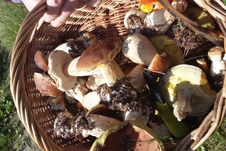 Basket of fungi