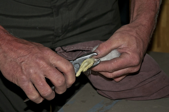 Ringing a peregrine SWT