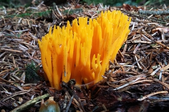 fungi