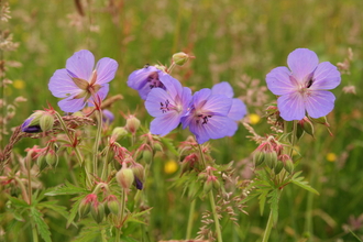Geranium