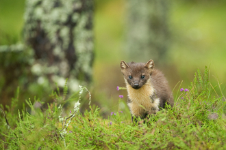 Pine marten
