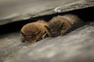 Pipistrelle Bat