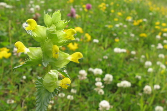 Meadow with yellow rattle