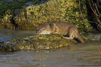 Otter