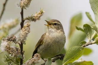 Dawn Chorus chiff chaff