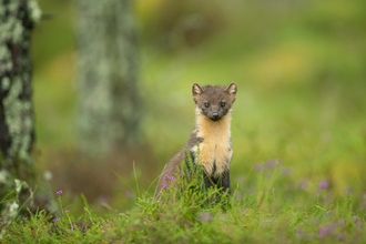 Pine Marten