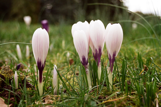 Spring Crocus