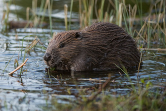 Beaver in shallow water