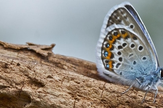 silver studded blue