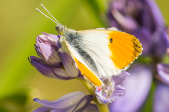 Orange tip butterfly