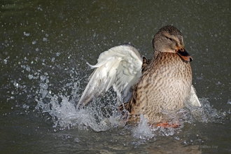 Duck splashing around