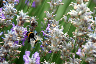 Bumblebee on lavender