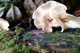Photo of fungus for fungus Foray