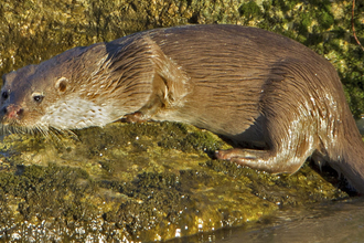 Otter photograph to accompany talk