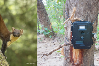 pine marten & camera trap