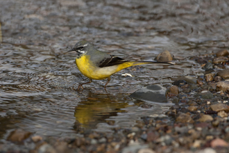 Grey wagtail