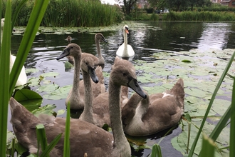 Swan & cygnets on Newport Canal