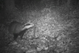 Badger sniffing stick