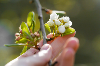 Blossom