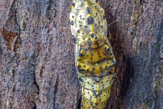 Large white pupa