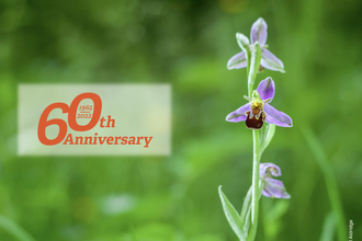 Bee orchid with 60th Logo