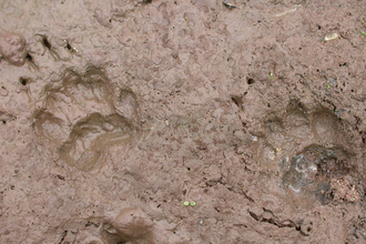 pair of badger pawprints in mud