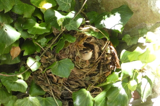 wren poking its head out of a nest