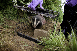 Badger vaccination
