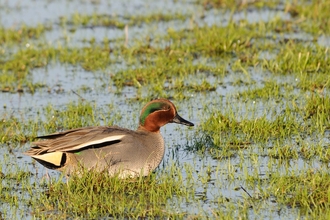 Teal duck