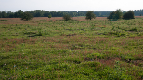 Lowland dry acid grassland