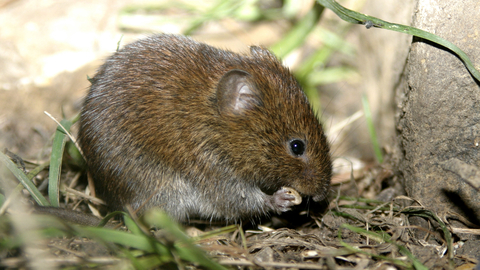 Bank vole