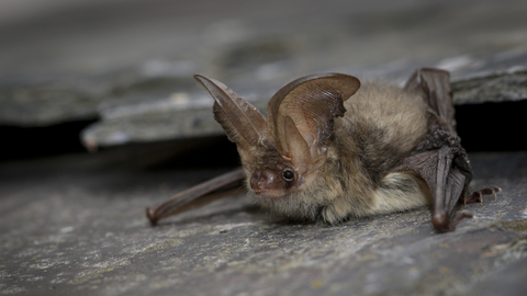 Brown long-eared bat