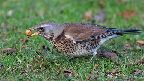 Fieldfare