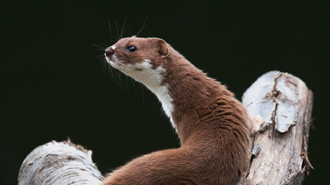 Weasel