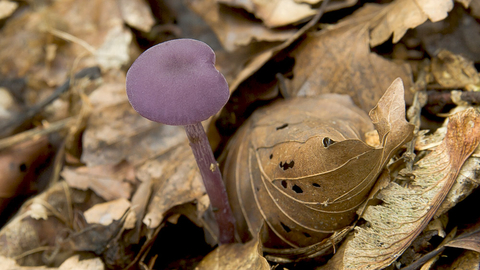 Amethyst Deceiver