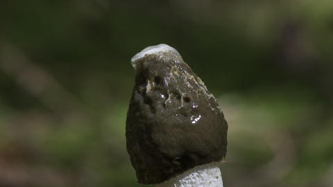 Stinkhorn fungus