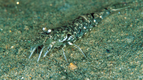 Brown shrimp