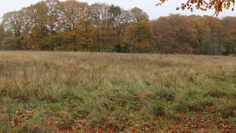 Button Oak Meadow