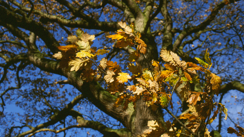 Clunton Coppice