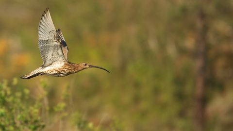 Curlew Jon Hawkins