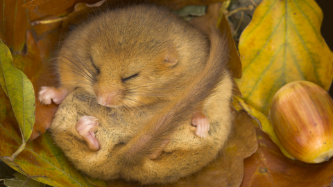 Hibernating Dormouse - Danny Green