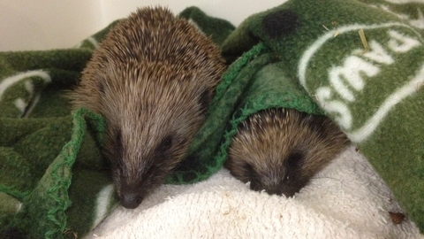 Cuan Wildlife Rescue